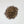 Rhodiola Rosea Root