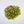Hops Flower